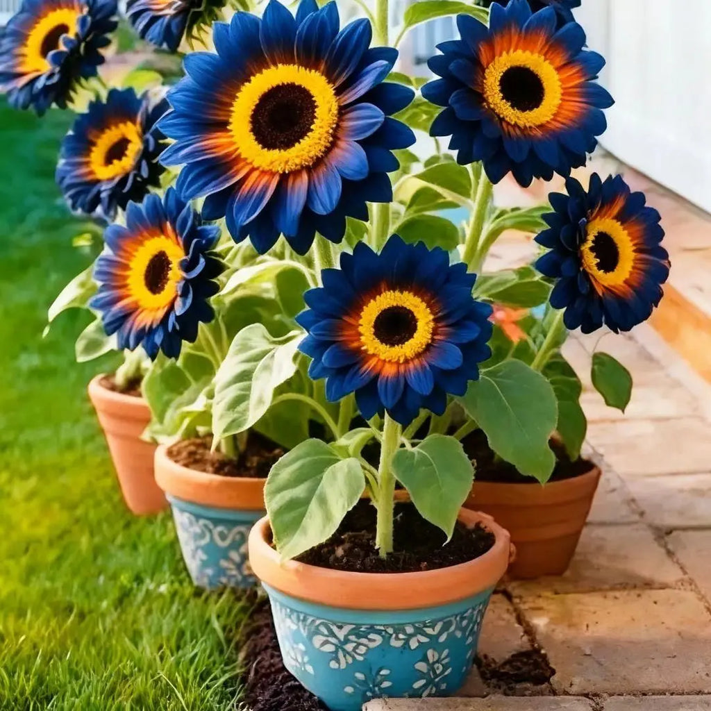 Easy Grow Flower Seeds for Home Garden