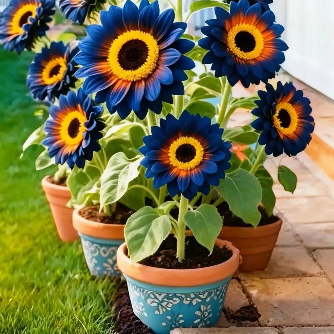 Easy Grow Flower Seeds for Home Garden